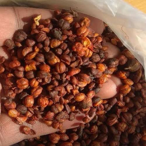Malkangni Seeds
